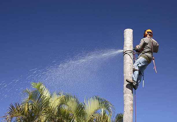 How Our Tree Care Process Works  in  Nixon, PA