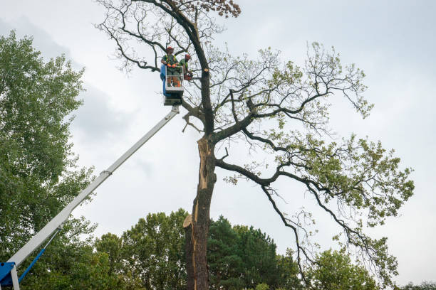 Best Root Management and Removal  in Nixon, PA